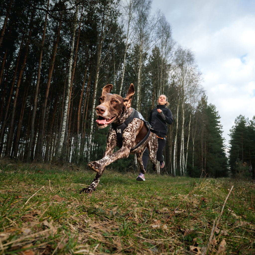 Non-Stop Dogwear Freemotion Harness Pro