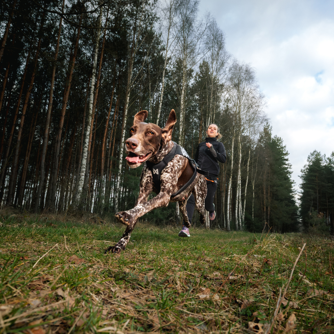Non-Stop Dogwear Freemotion Harness Pro