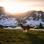 Non-stop Dogwear Trail Light Dog Backpack
