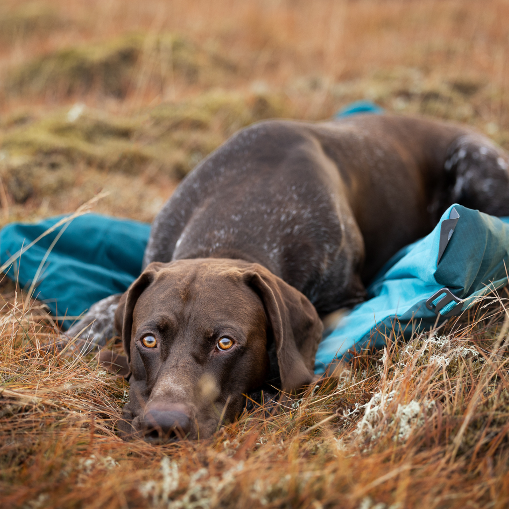 Non-Stop Dogwear Trekking Dog Bed
