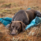 Non-Stop Dogwear Trekking Dog Bed