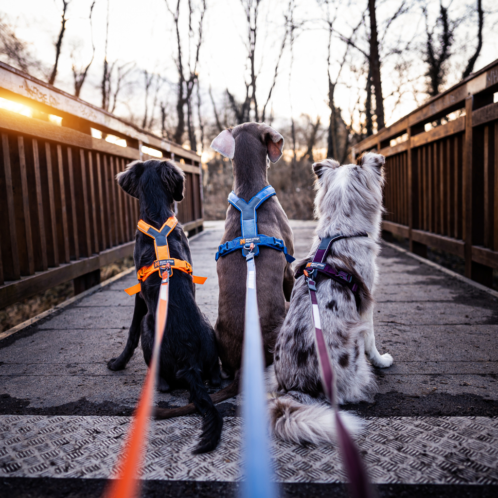Non-Stop Dogwear Move Leash