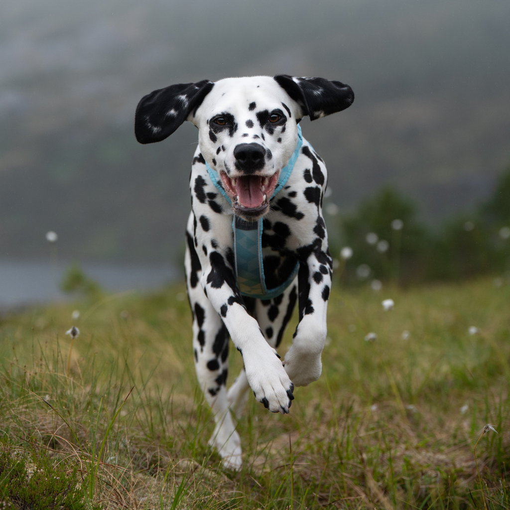 Non-Stop Dogwear Trekking Line Harness CLIP'N