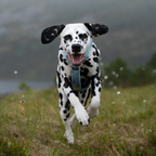 Non-Stop Dogwear Trekking Line Harness CLIP'N