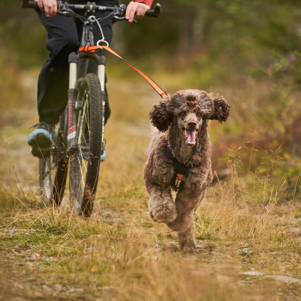 Non-stop Dogwear Bungee leash