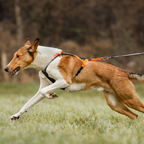 Non-Stop Dogwear Rush Harness