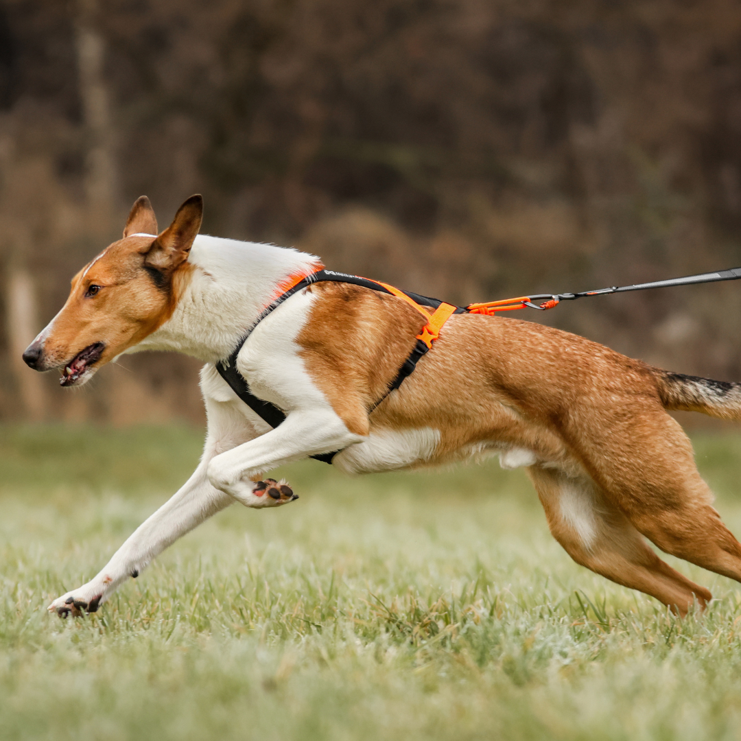 Non-Stop Dogwear Rush Harness