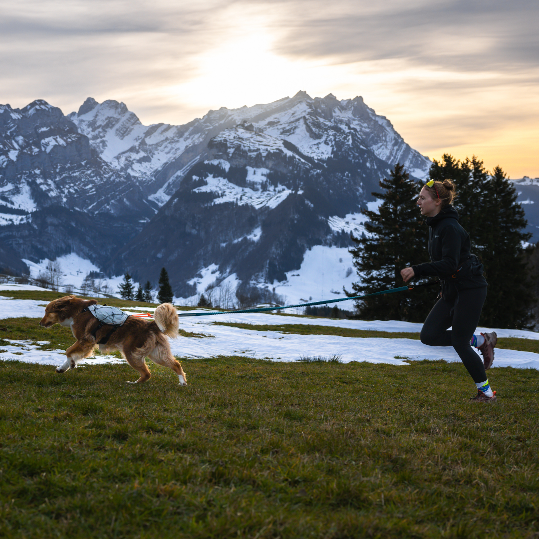 Non-stop Dogwear Trail Light Dog Backpack