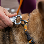 Ruffwear Roamer Correa elástica