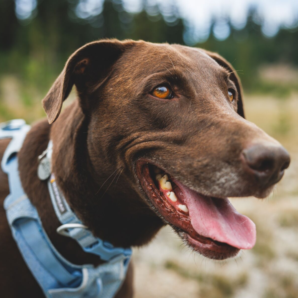 Ruffwear Collar Front Range Flex