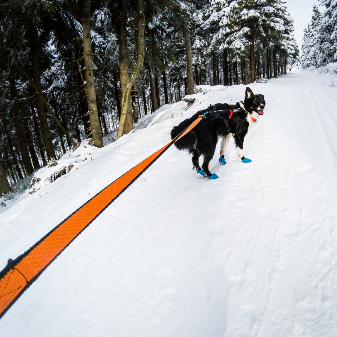 Non-stop Dogwear Bungee leash