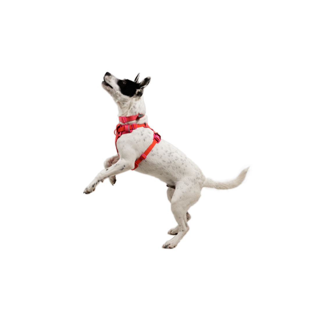 Ruffwear Front Range Flex Harness