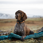 Non-Stop Dogwear Trekking Dog Bed