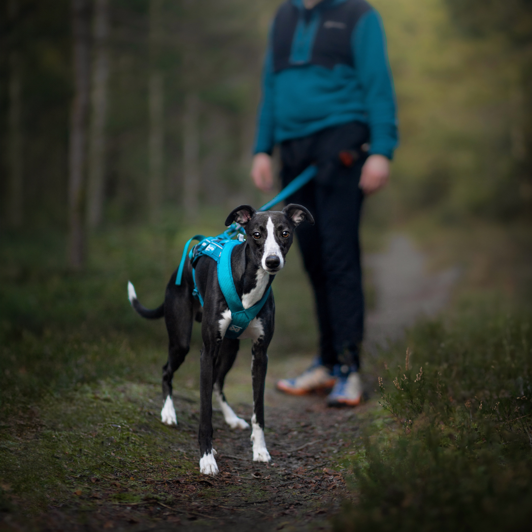 Non-Stop Dogwear Freemotion Harness 5.0