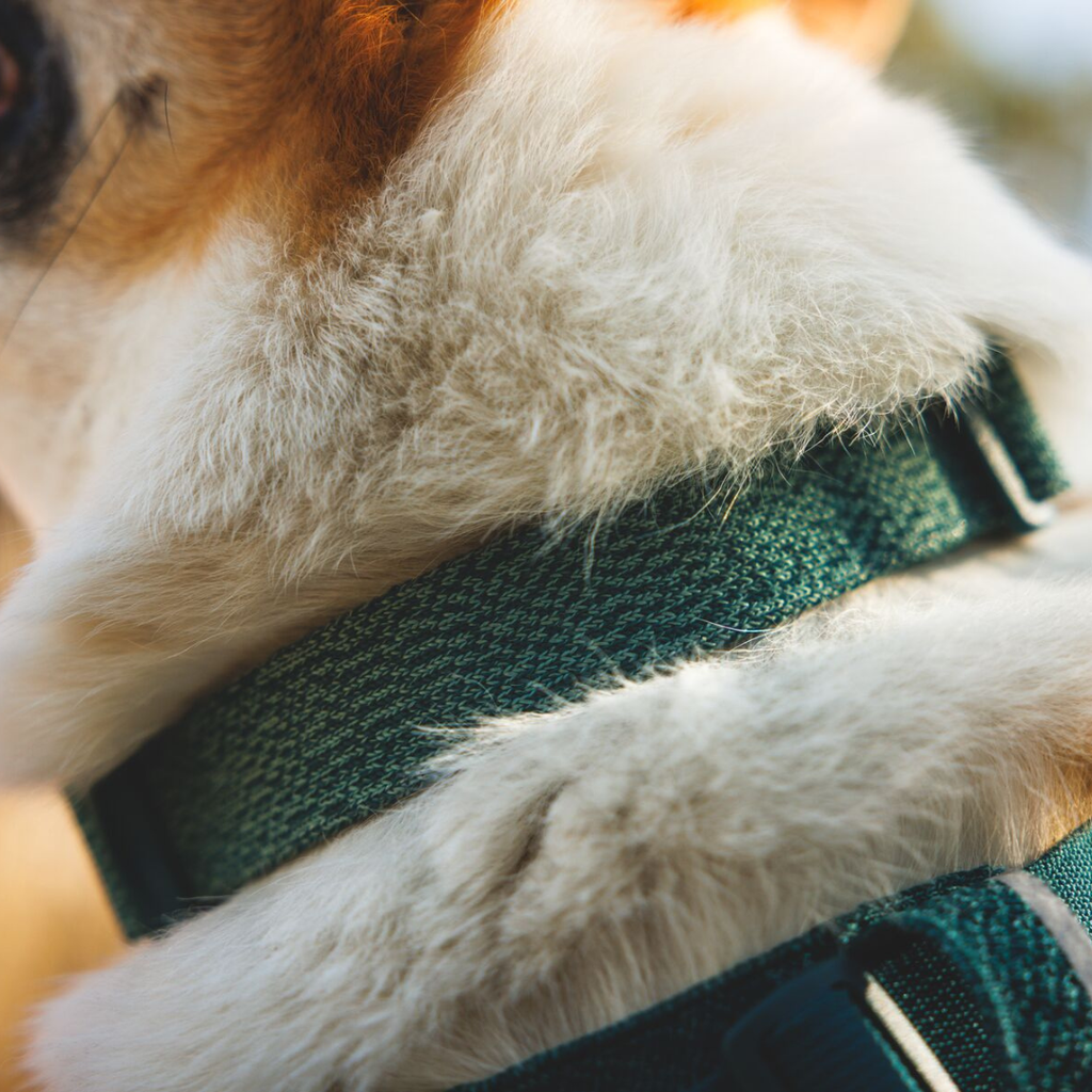Ruffwear Collar Front Range Flex