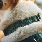 Ruffwear Collar Front Range Flex