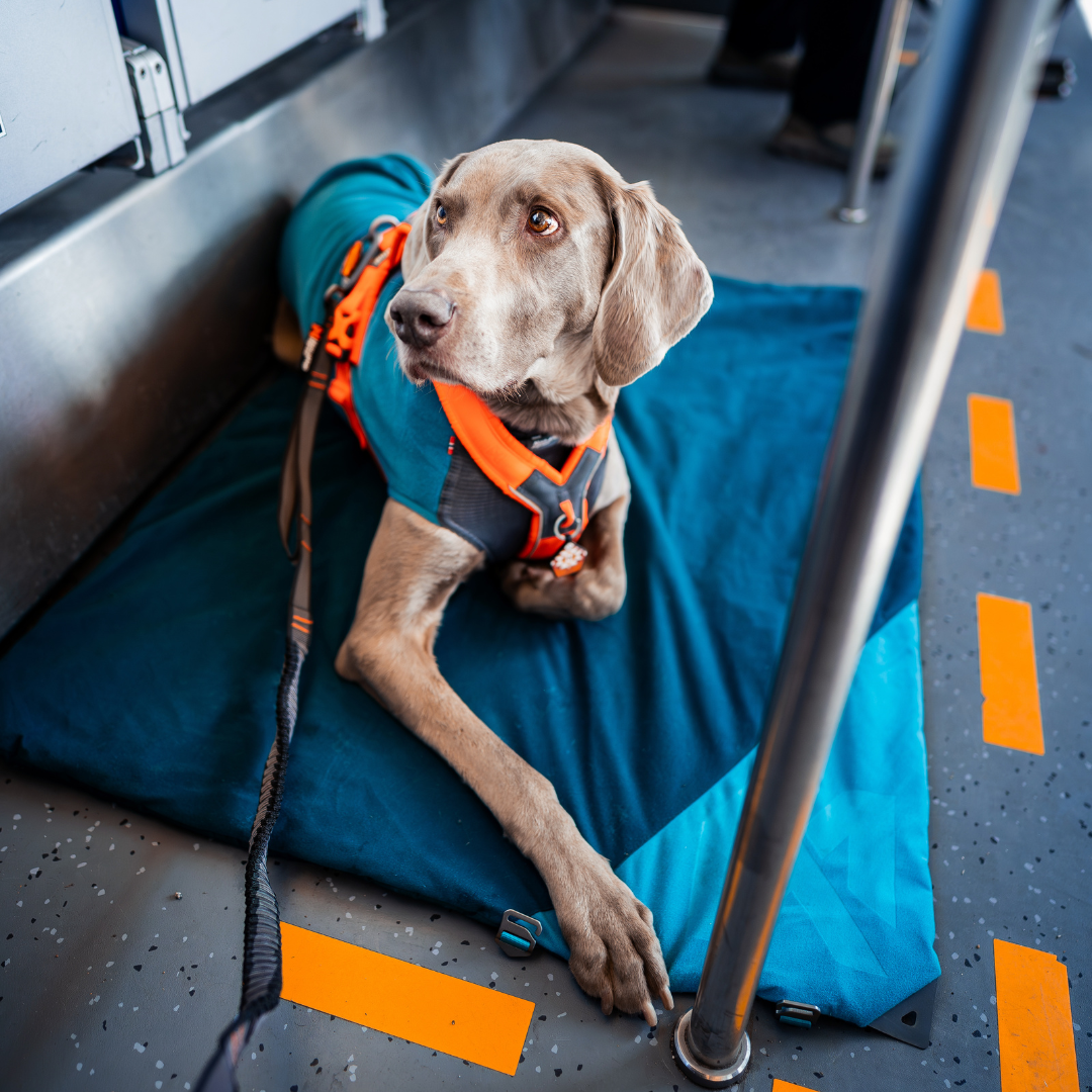 Non-Stop Dogwear Trekking Dog Bed