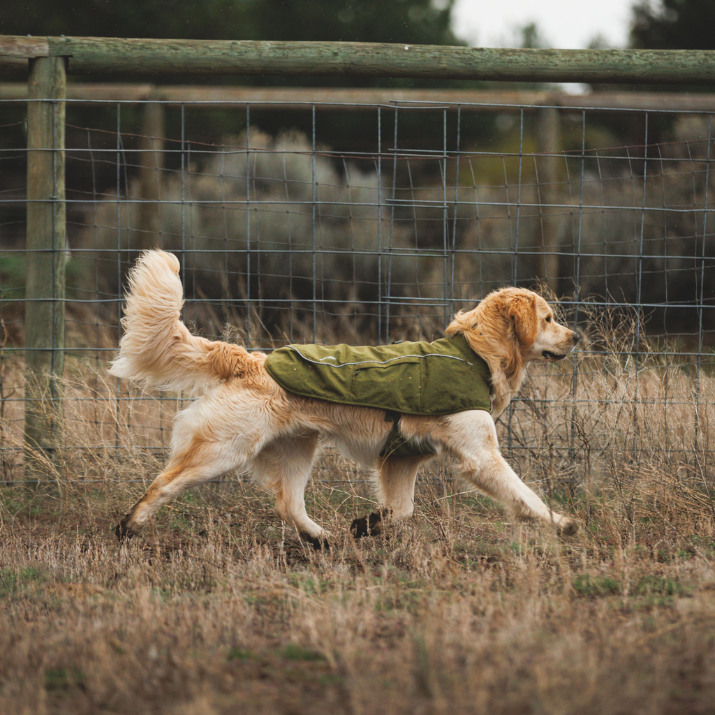 Ruffwear Overcoat Fuse