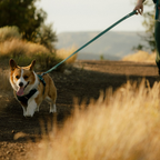 Ruffwear Correa Front Range Flex