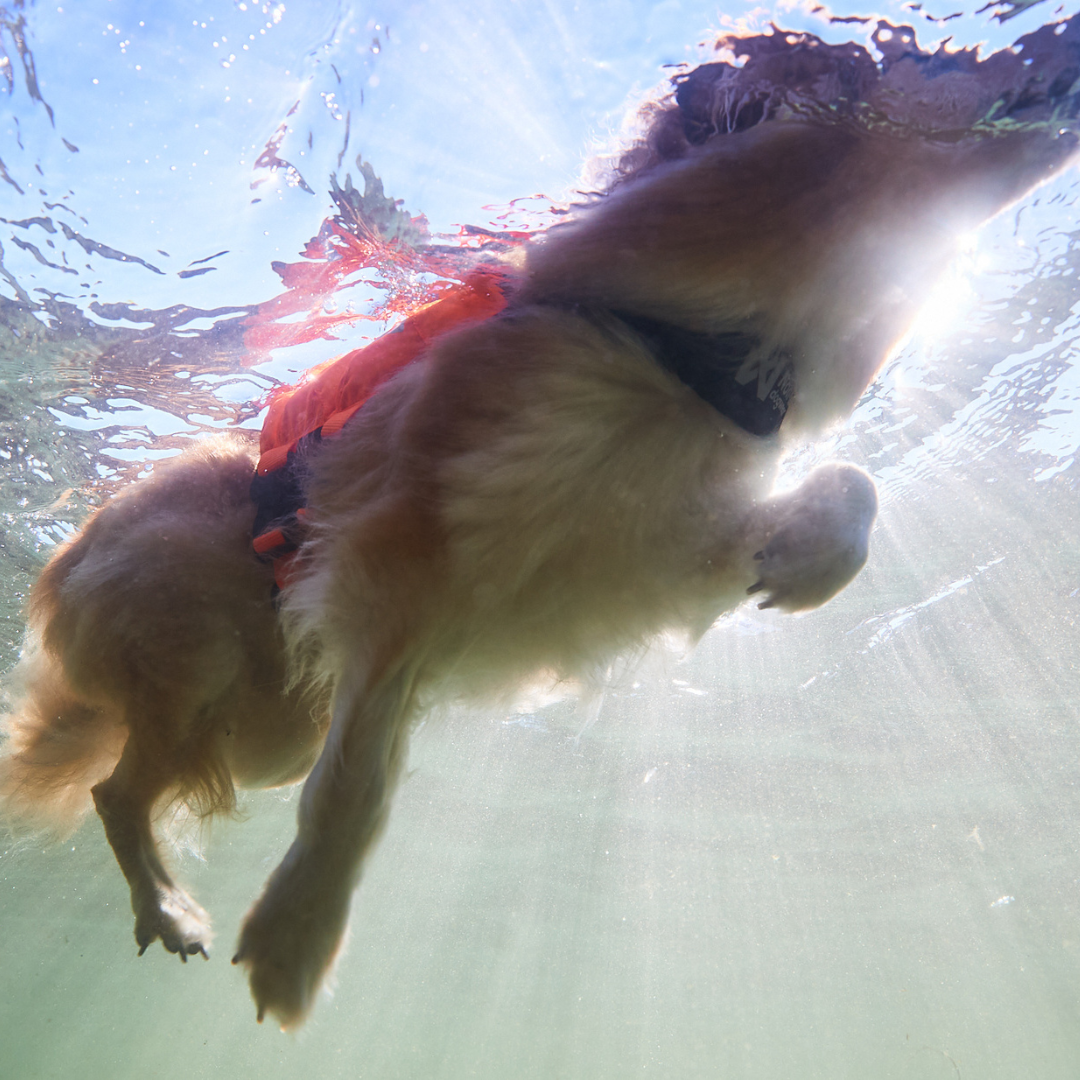 Non-stop Dogwear Protector Life Jacket