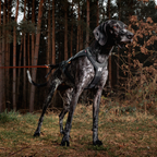 Non-Stop Dogwear Freemotion Harness Pro