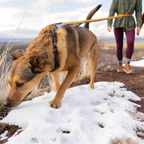 Ruffwear Roamer Correa elástica