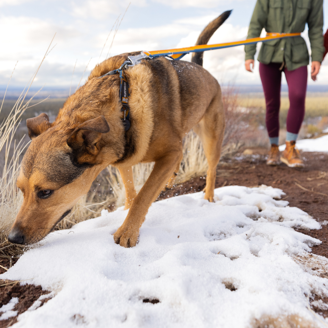 Ruffwear Roamer Correa elástica