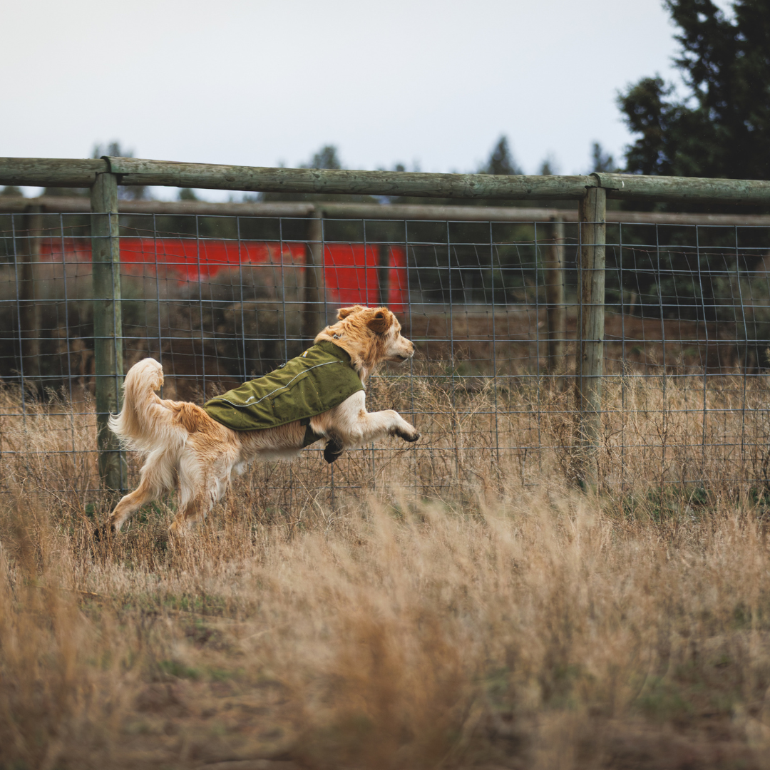 Ruffwear Overcoat Fuse
