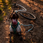 Non-stop Dogwear Bungee leash