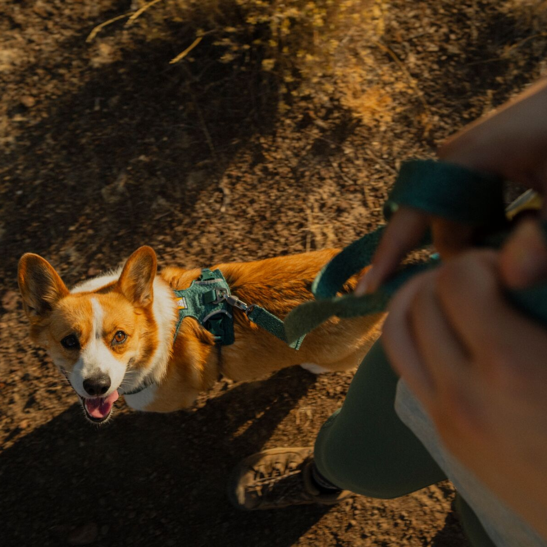Ruffwear Correa Front Range Flex