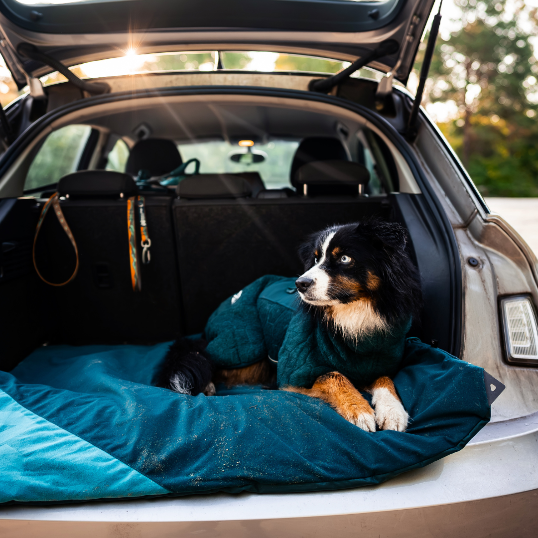 Non-Stop Dogwear Drying Coat