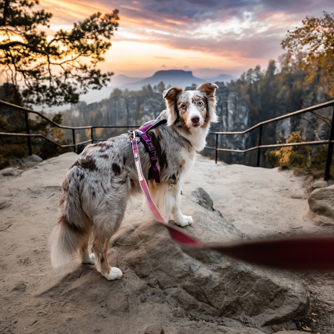 Non-Stop Dogwear Move Leash