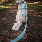 Non-stop Dogwear Bungee leash