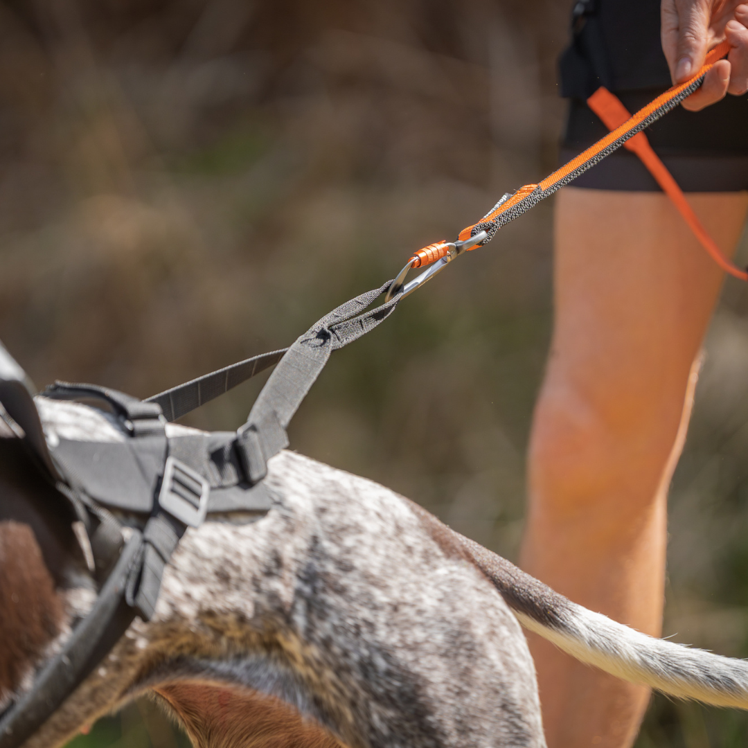 Non-Stop Dogwear Freemotion Harness Pro