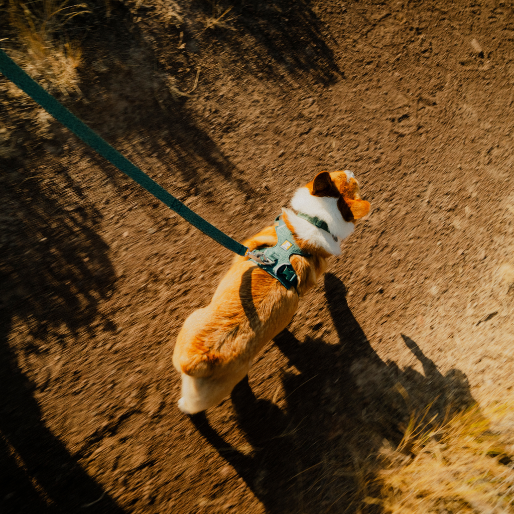 Ruffwear Front Range Flex Harness