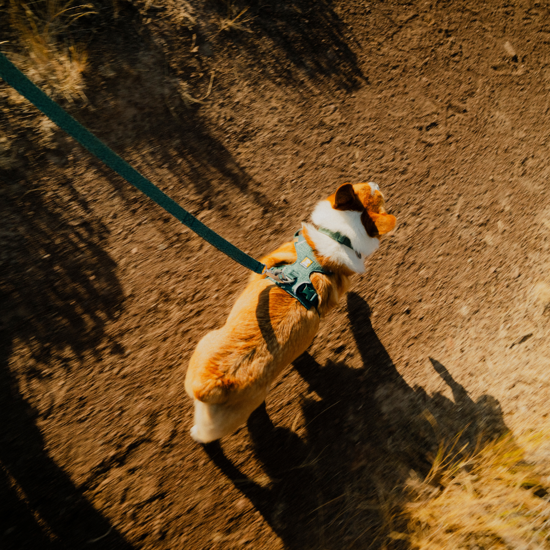 Ruffwear Front Range Flex Harness