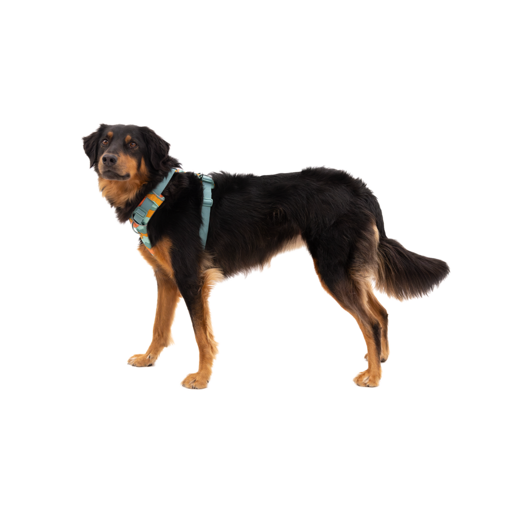 Ruffwear Arnés Front Range