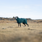 Non-Stop Dogwear Drying Coat