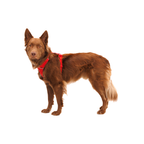 Ruffwear Arnés Front Range