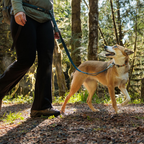 Ruffwear Roamer Correa elástica