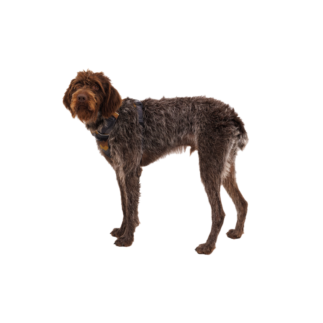 Ruffwear Arnés Front Range