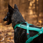 Non-Stop Dogwear Freemotion Harness 5.0