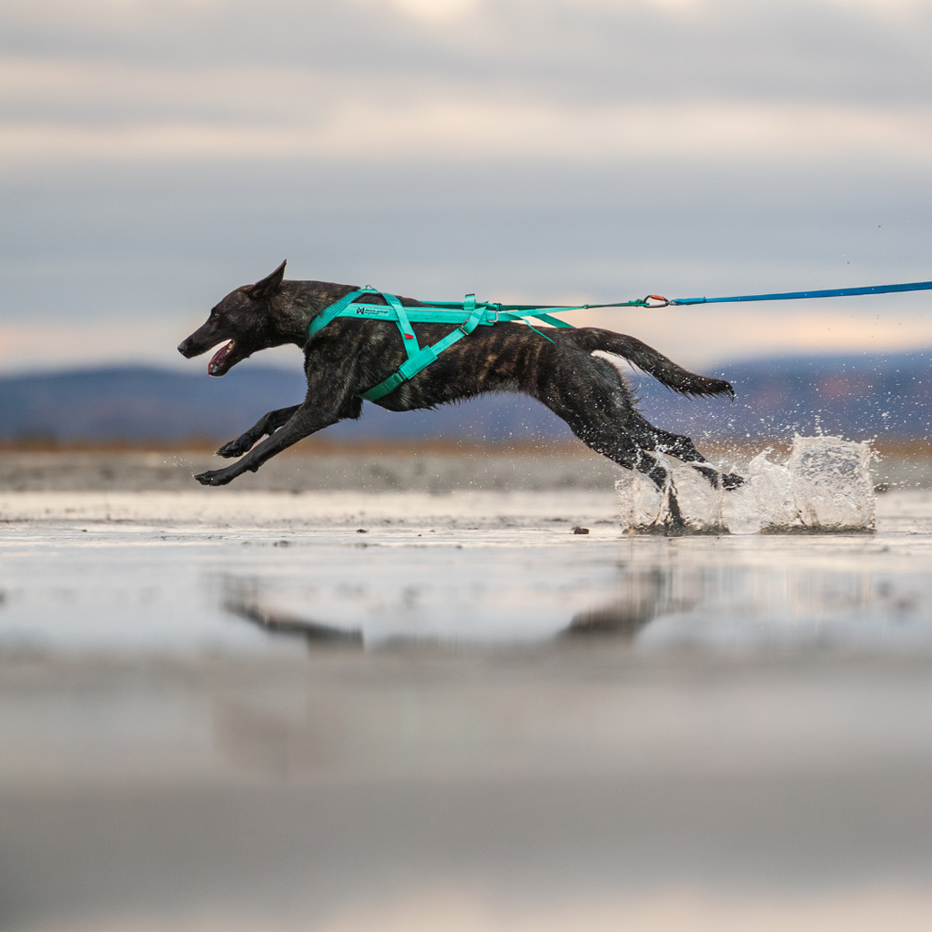 Non-Stop Dogwear Freemotion Harness 5.0