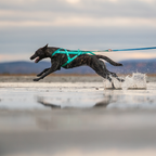 Non-Stop Dogwear Freemotion Harness 5.0