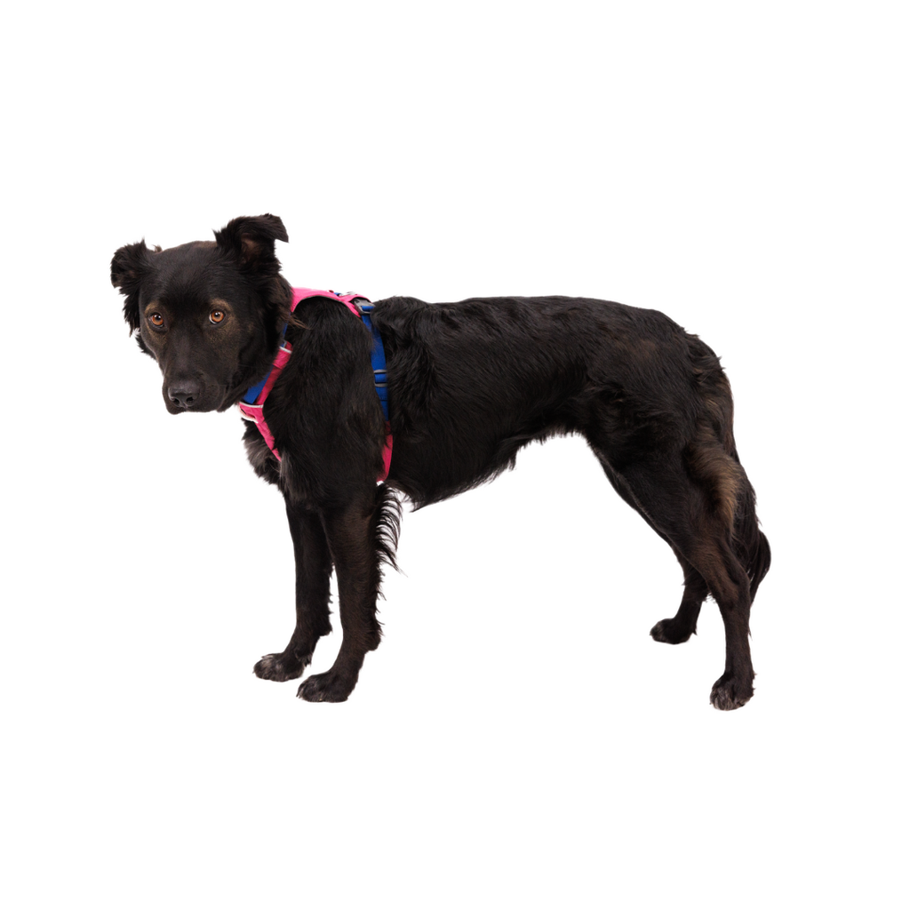 Ruffwear Hi & Light Arnés ligero