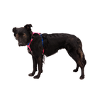 Ruffwear Hi & Light Arnés ligero