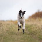 Non-Stop Dogwear Trail Quest Fleece Overall