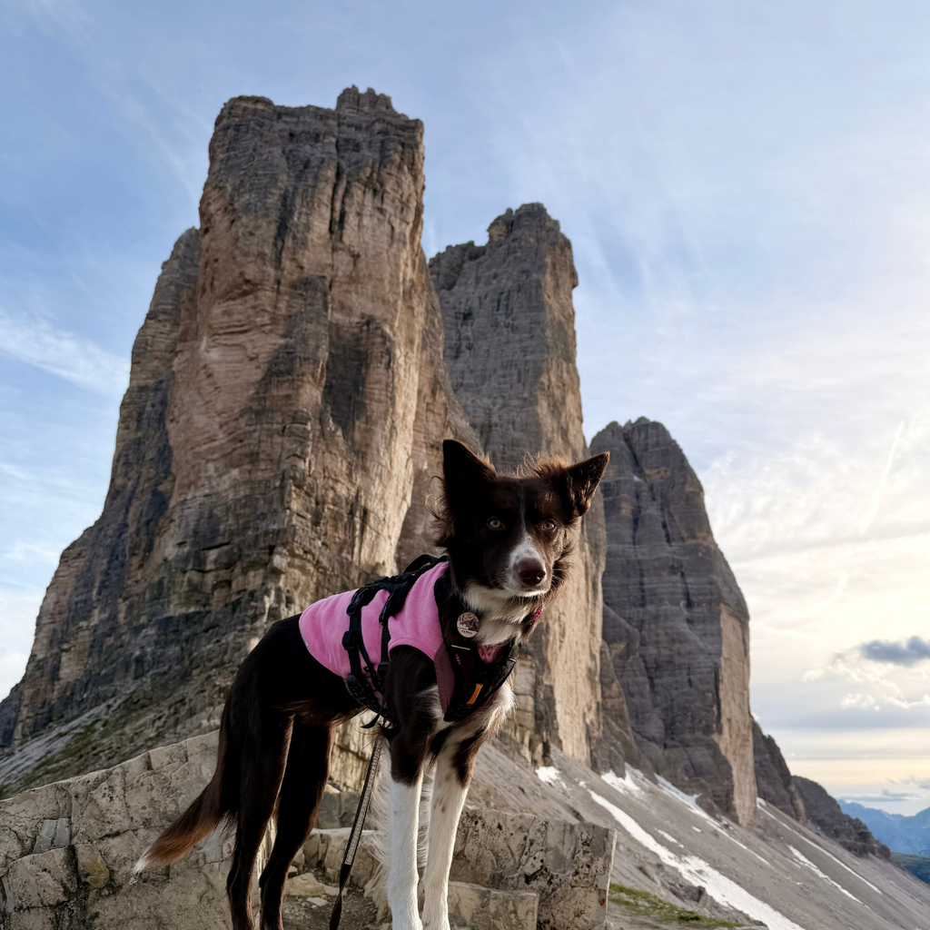 Non-Stop Dogwear Trail Quest Fleece Pullover