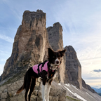 Non-Stop Dogwear Trail Quest Fleece Pullover