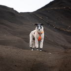 Non-Stop Dogwear Trail Quest Fleece Overall